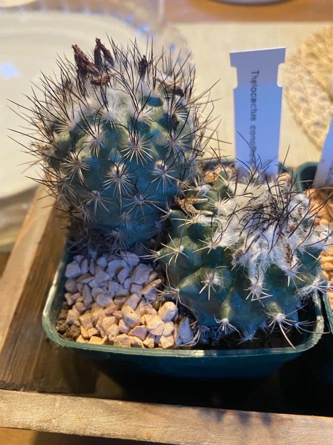 Thelocactus 6
