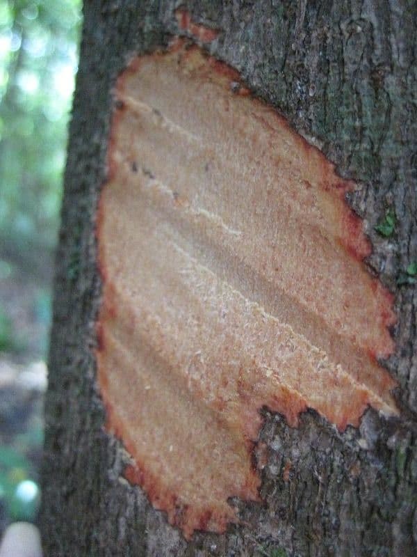 Eperua 25