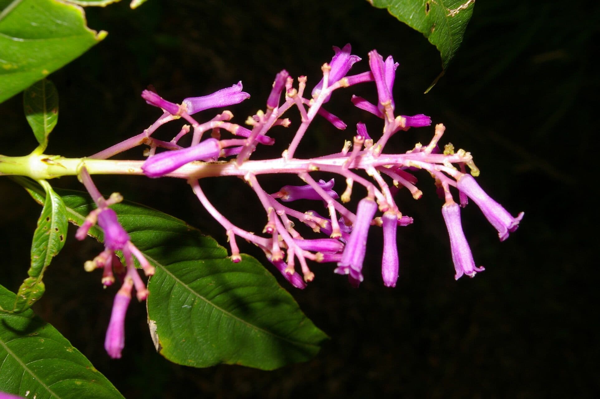 Palicourea 2