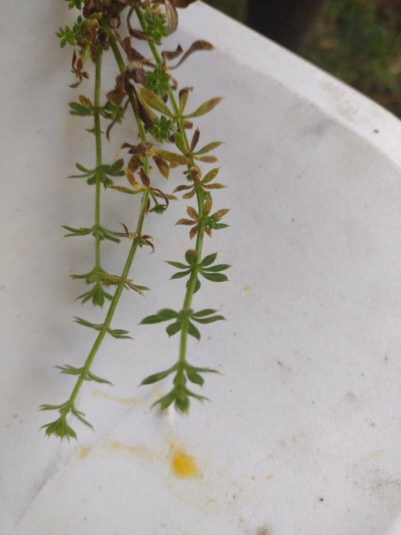 Galium murale 17