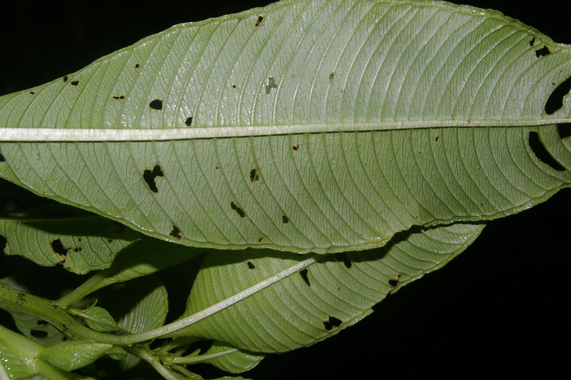 Ludwigia 15