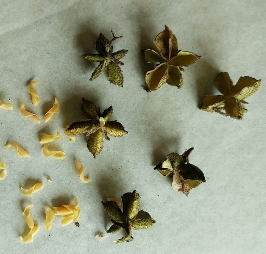 Diptam 3