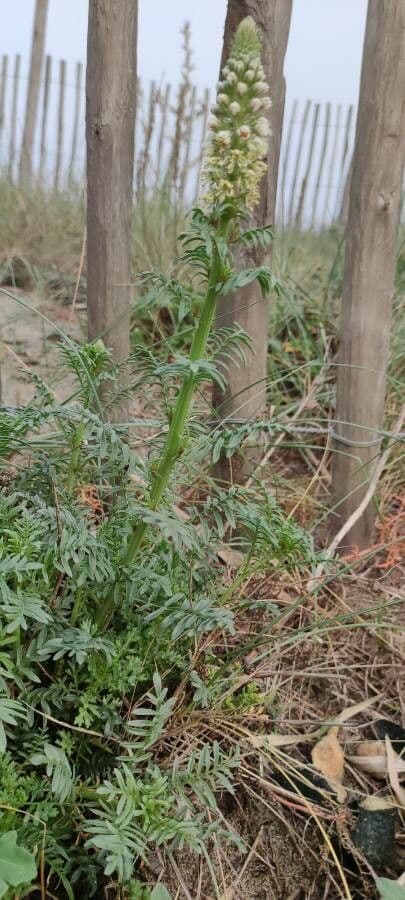 Reseda bianca 14