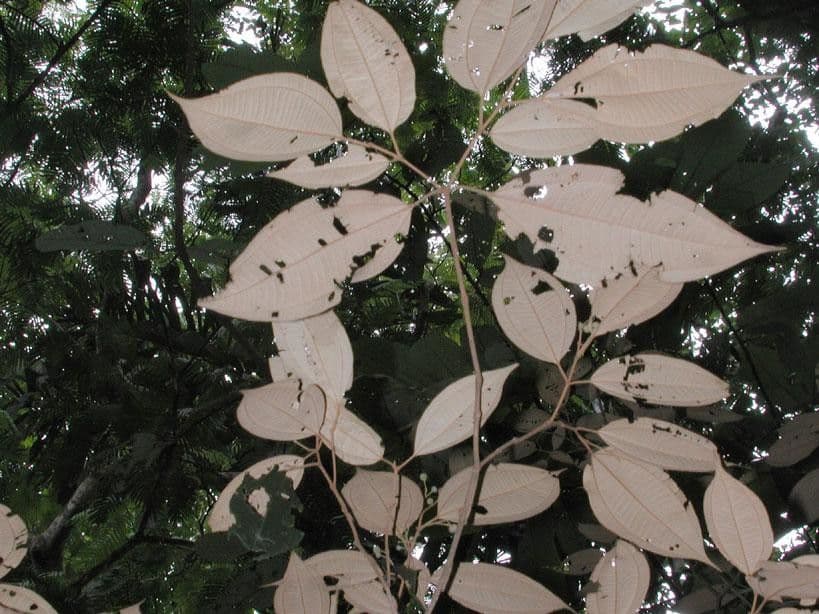 Miconia 14