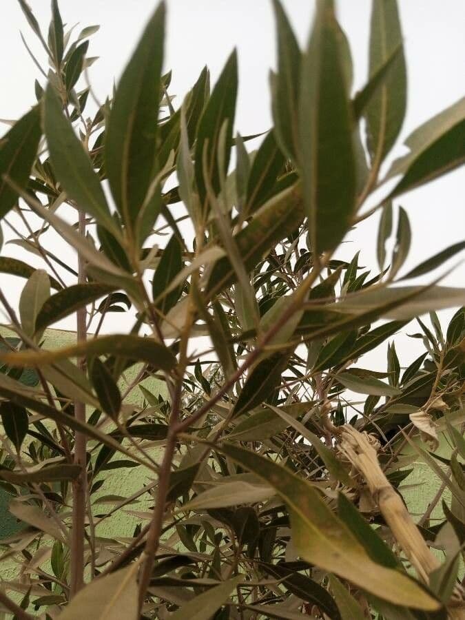 Tessaria 15