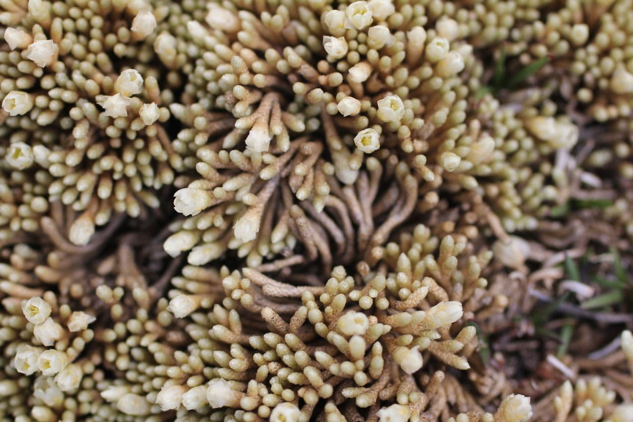 Pycnophyllum 13