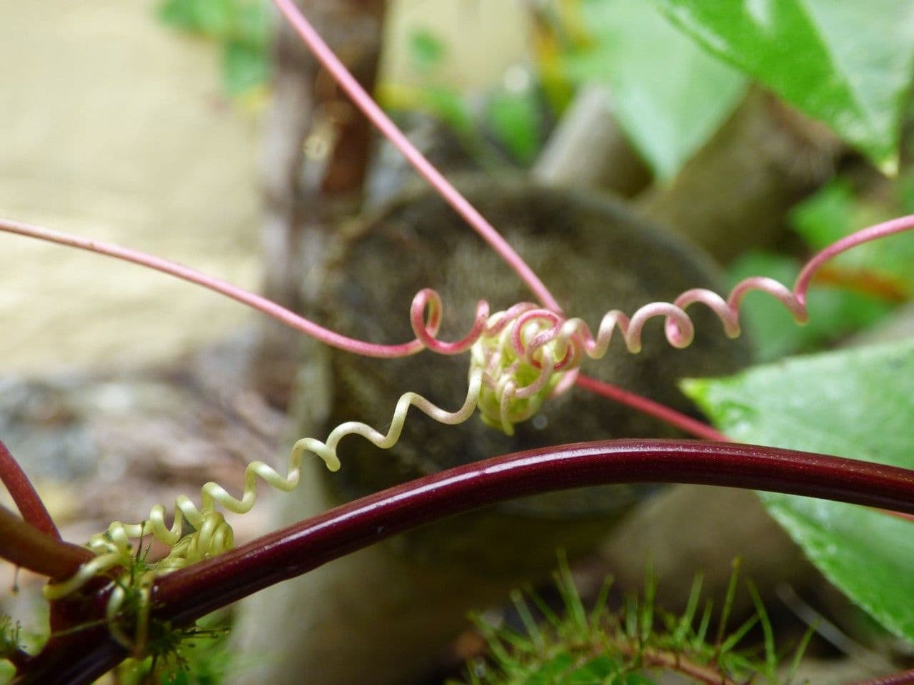 Passiflora fetida 24