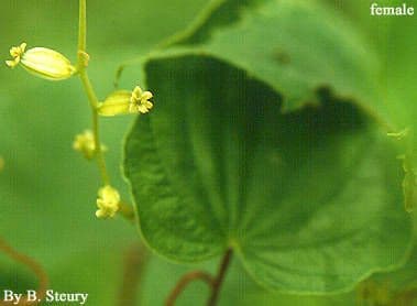 Dioscorea villosa 7