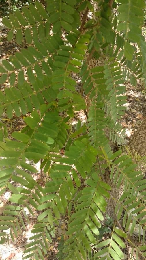 Tamarinde 17