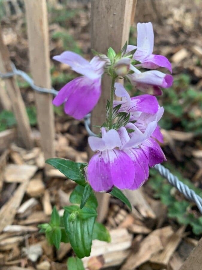 Collinsia bianca 5