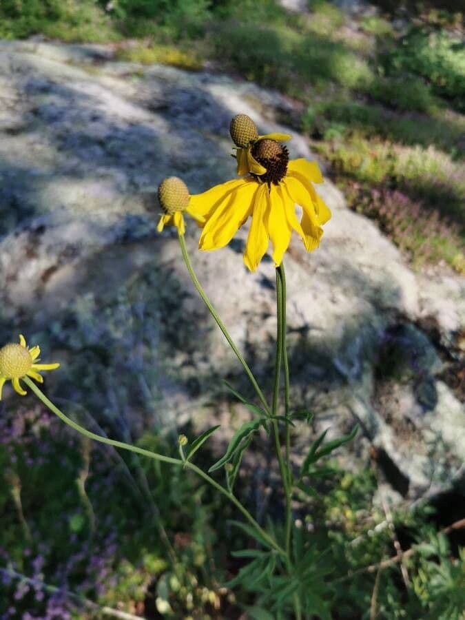 Ratibida pinnata 8