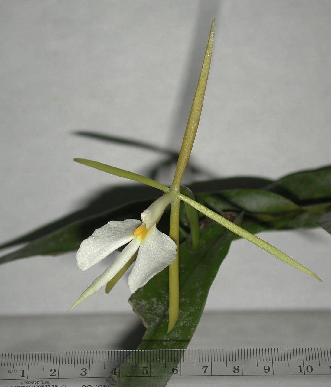 Orchidée nocturne 24
