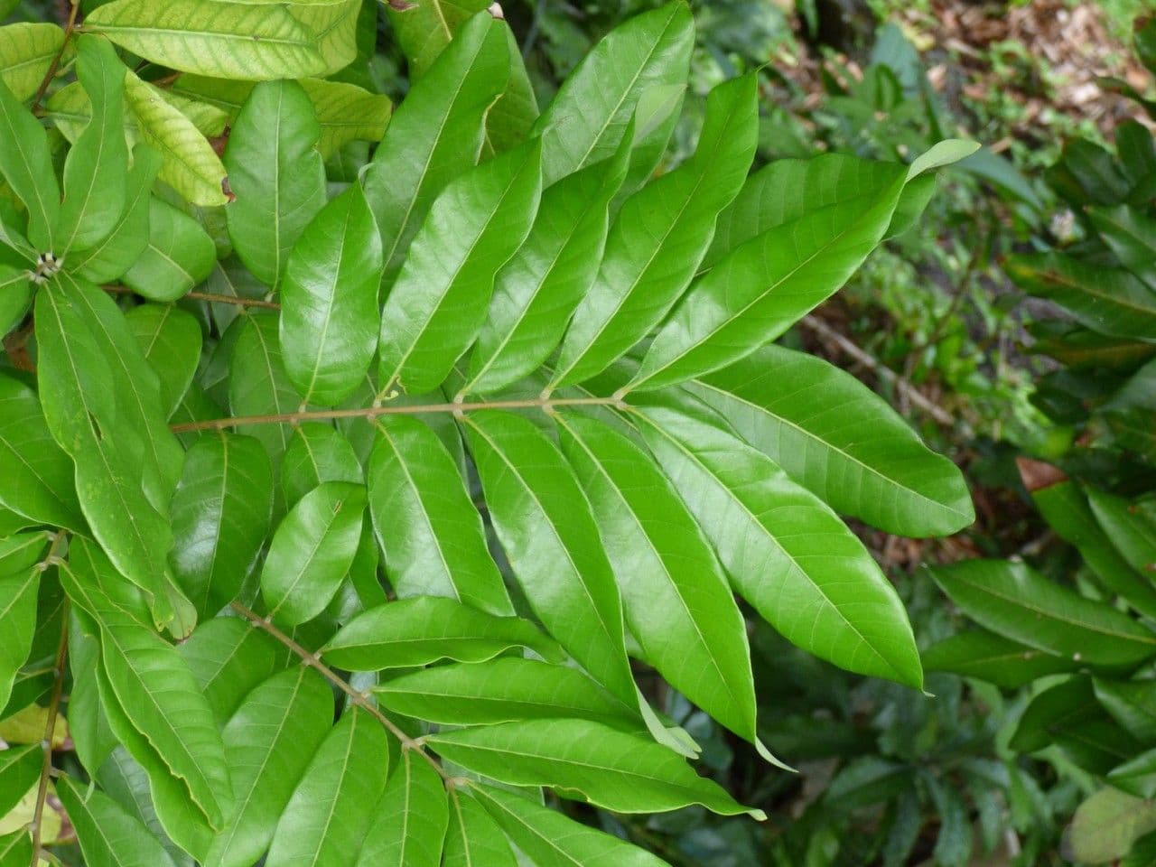 Longan 20