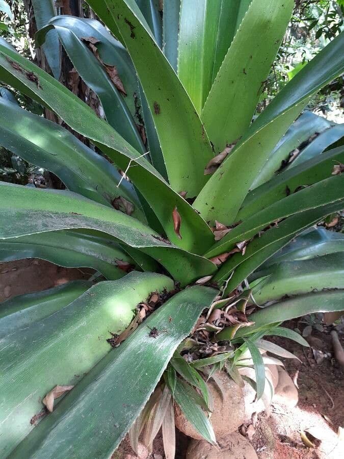 Bromelia 10