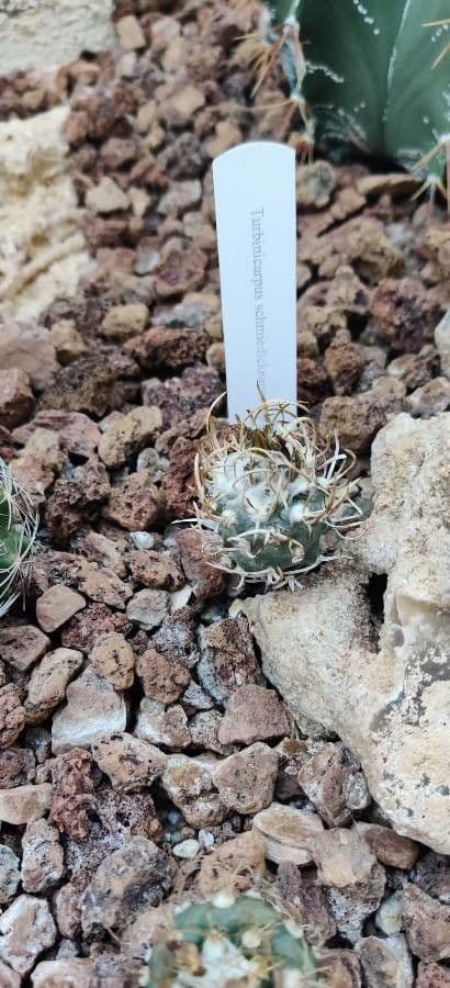 Turbinicarpus 4