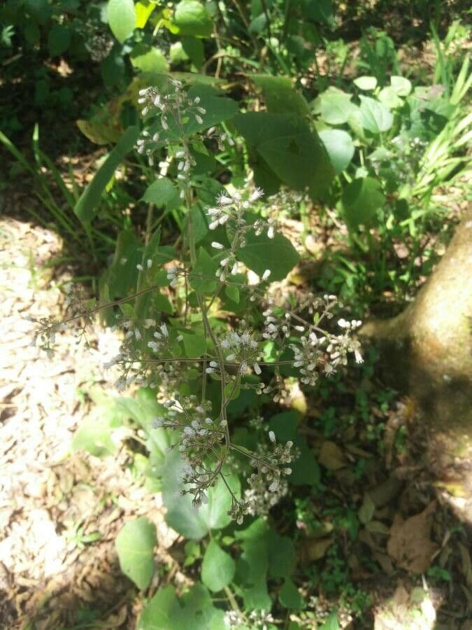Herbe du Laos 14