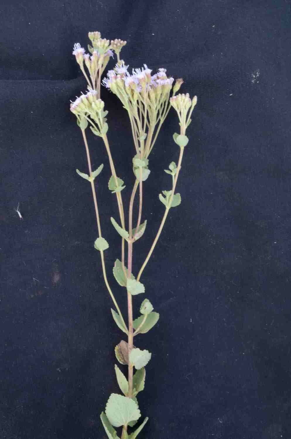 Chromolaena 2