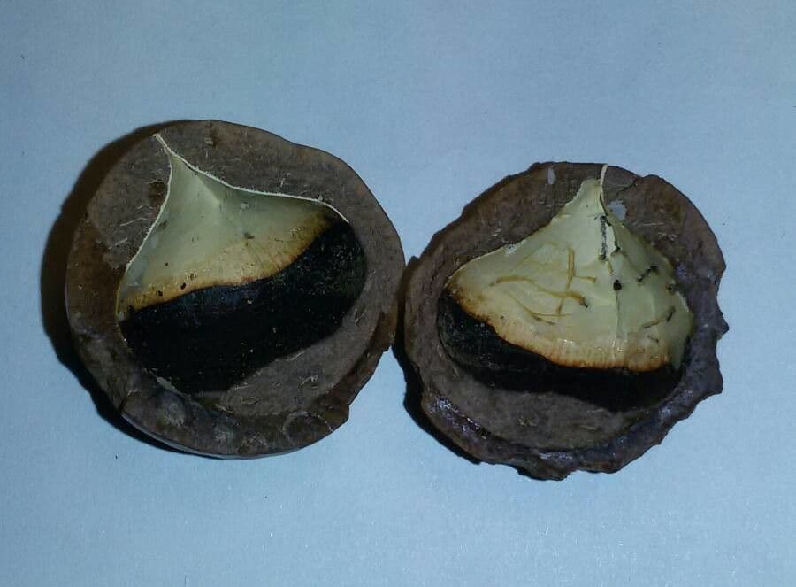 Macadamianuss 3