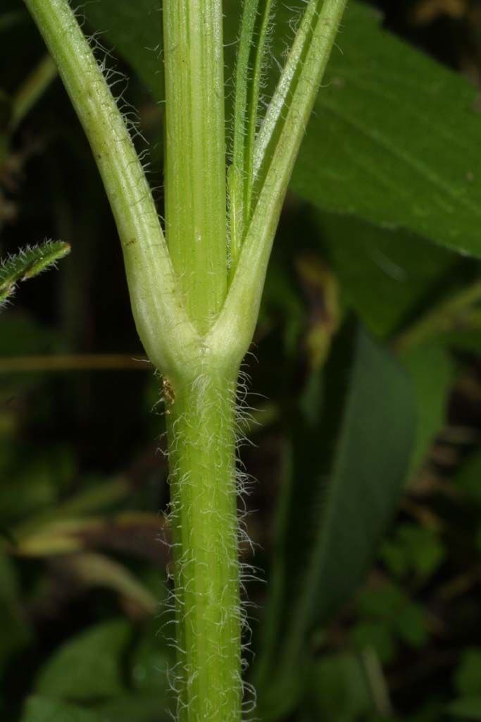 Coreopsis lanceolata 24