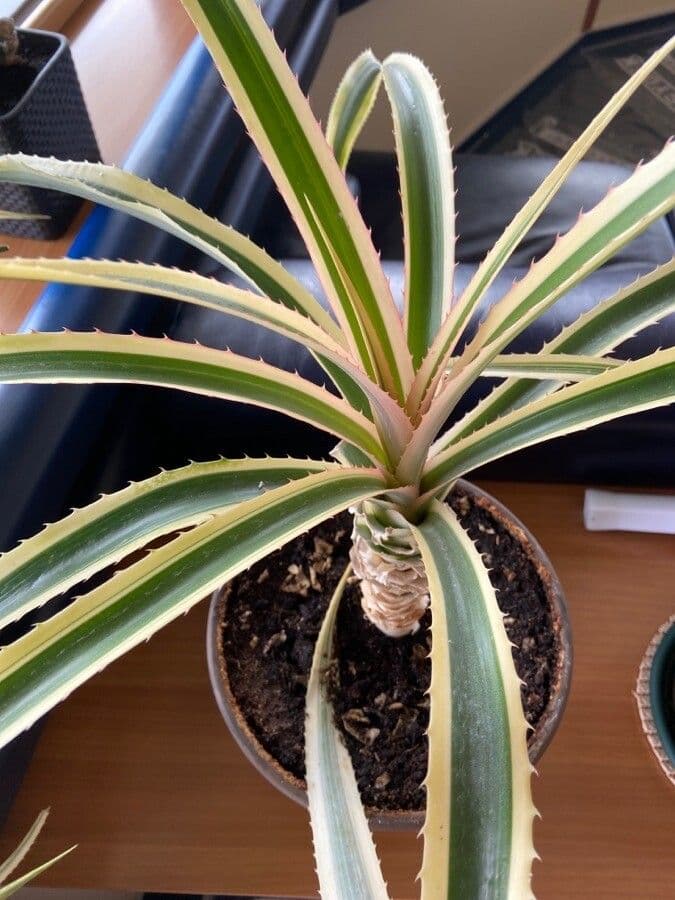 Ananas 18