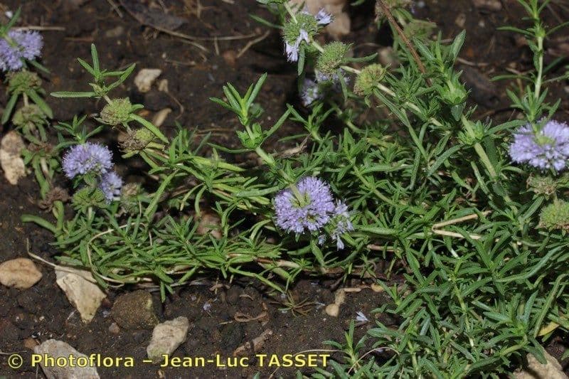 Menta cervina 19