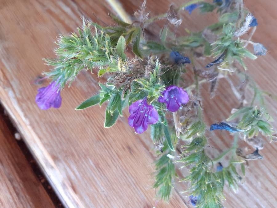 Echium humile 15