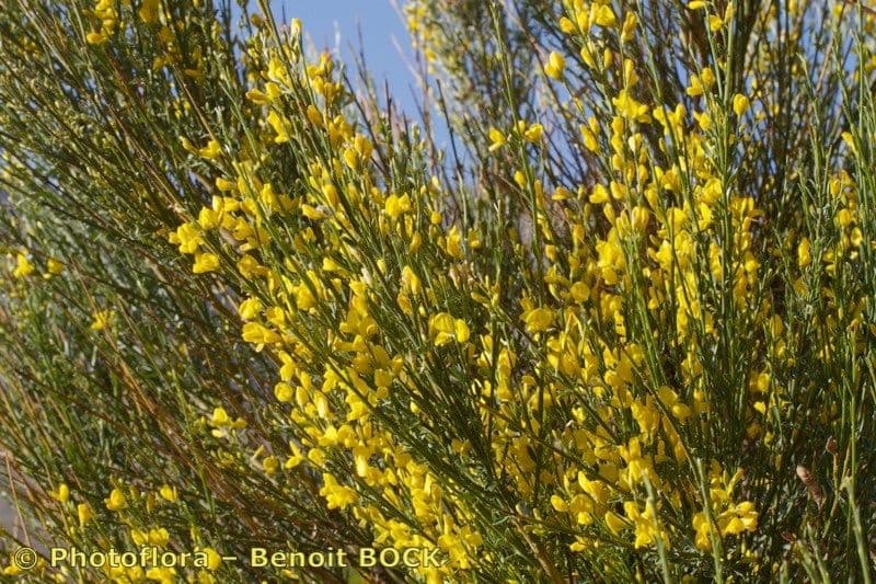 Ginestra 11