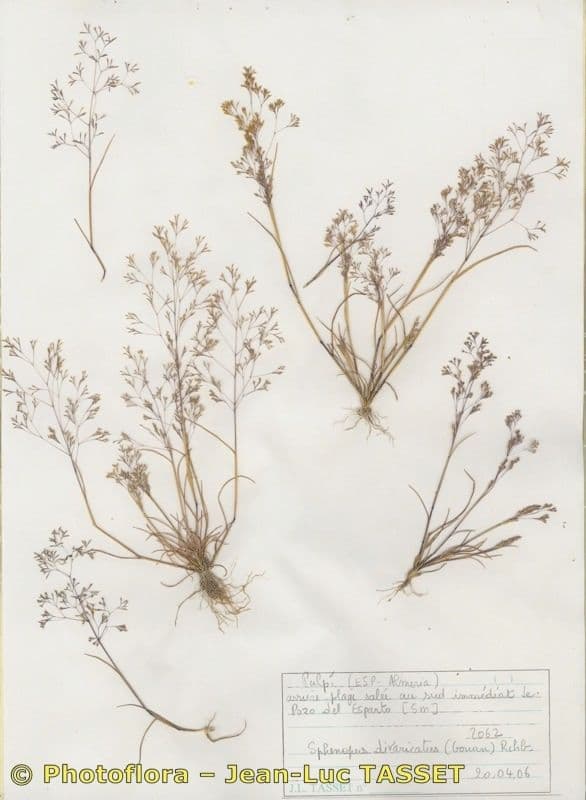 Sphenopus divaricatus 9