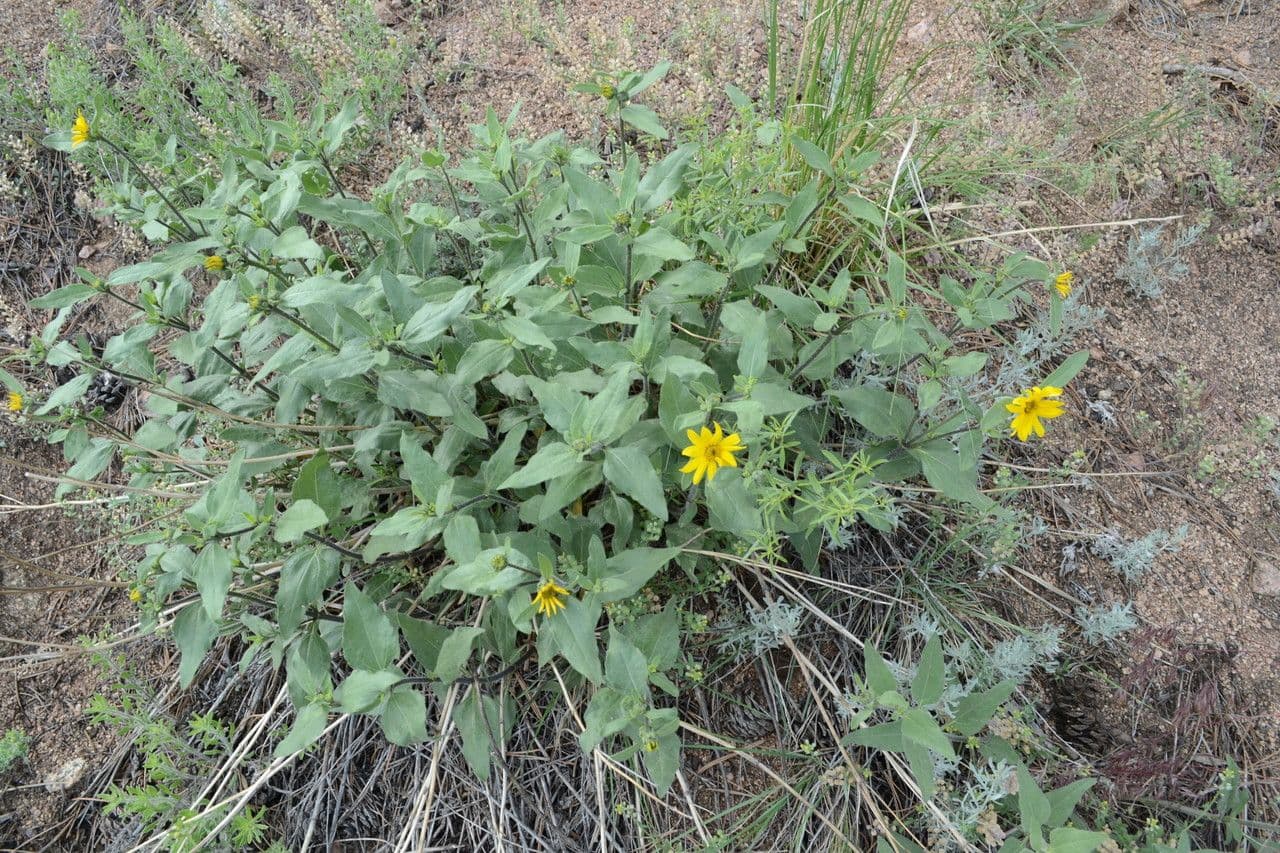 Girasole nano 6
