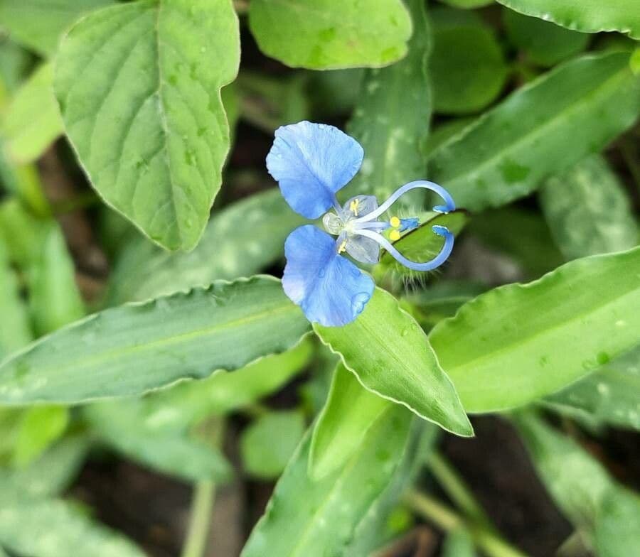 Wegerichblättrige Commelina 13