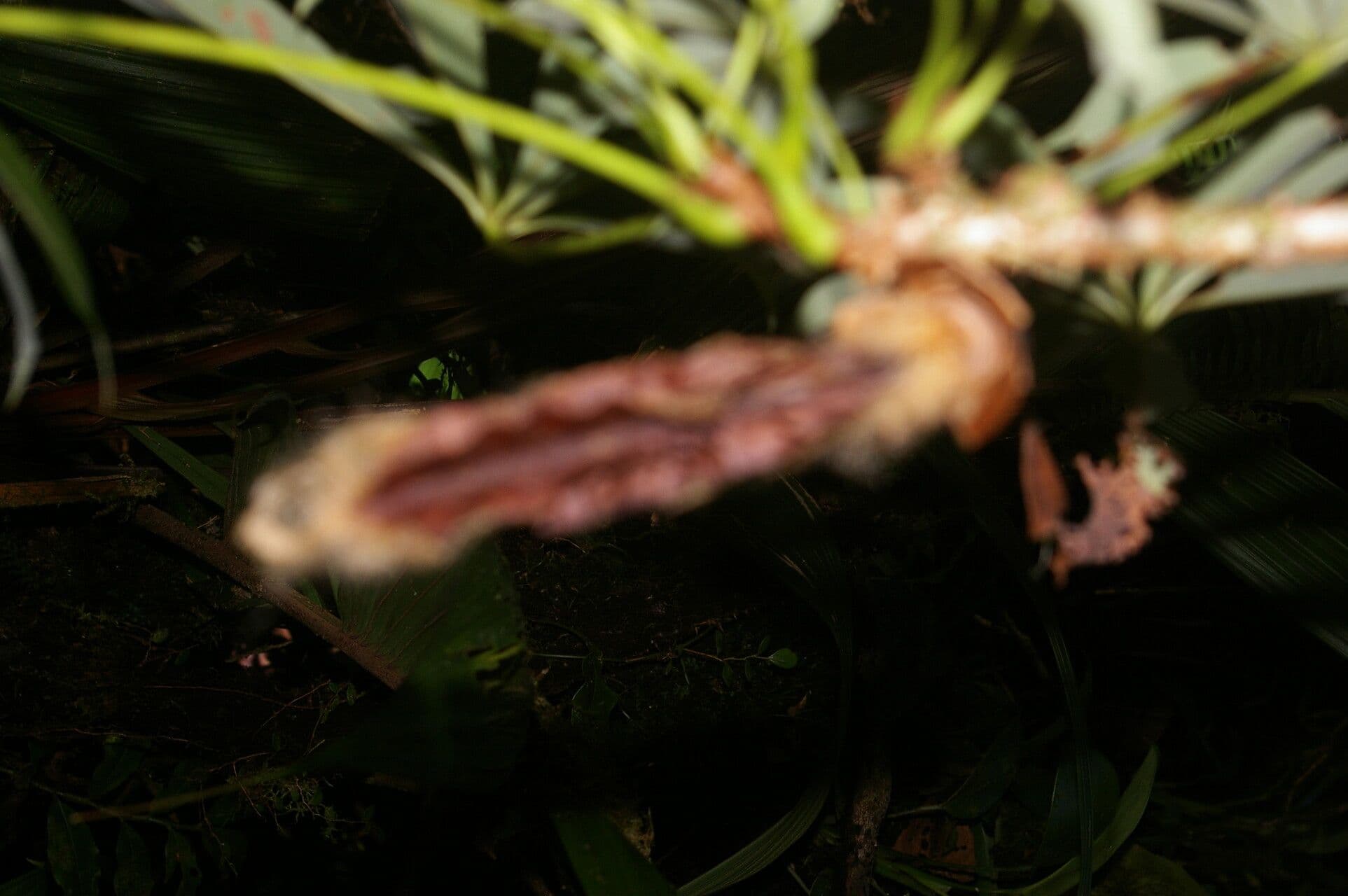 Spirotheca 4