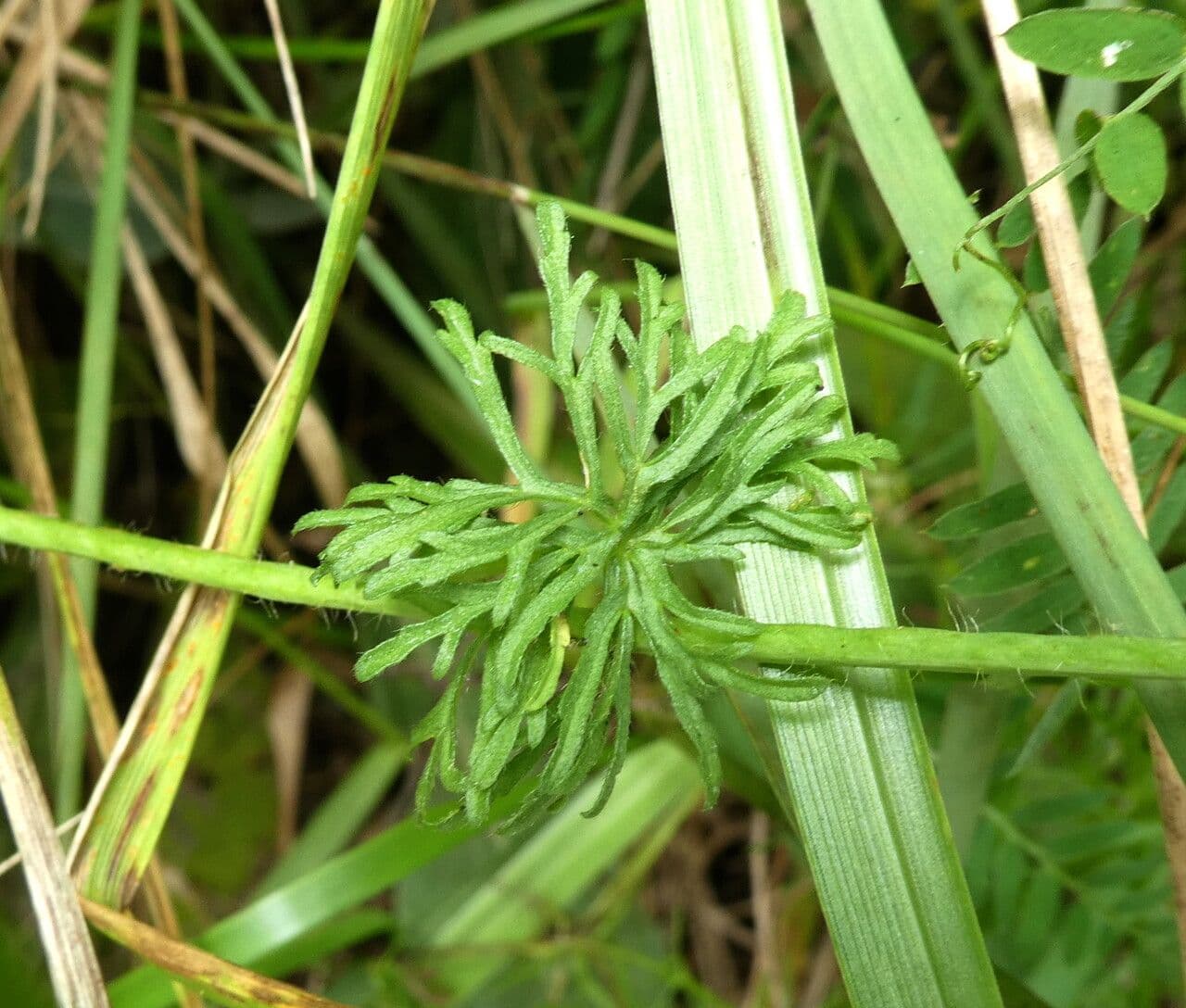 Malva moscata 16