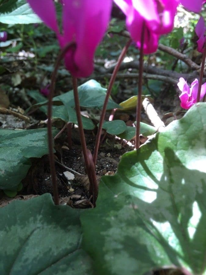Ciclamino primaverile 22