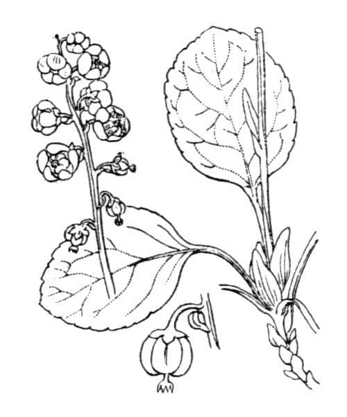 Piroletta minore 26