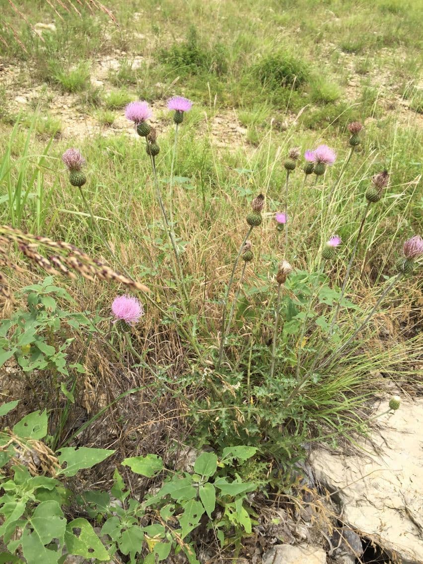 Texas-Distel 11