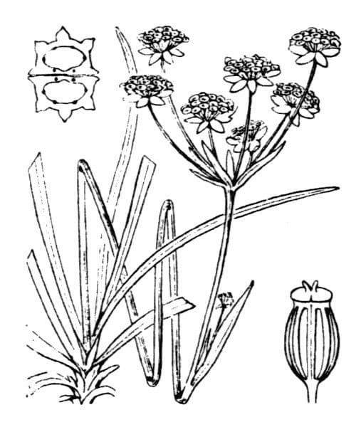 Bupleuro dei sassi 22