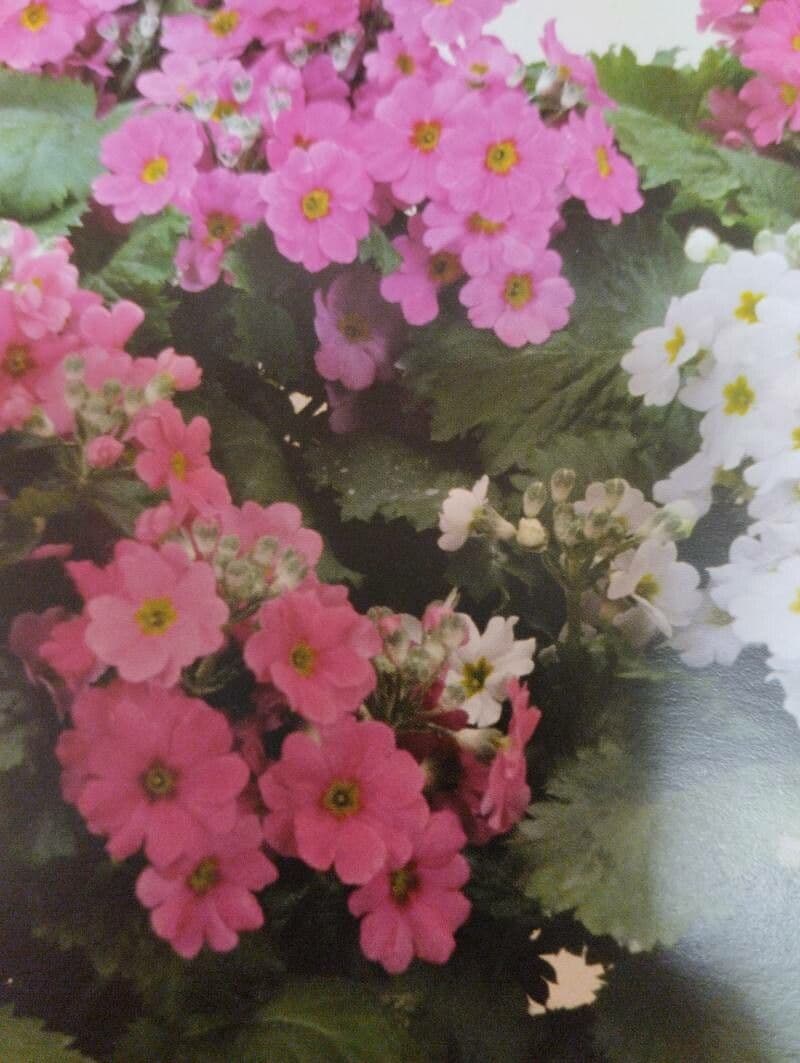 Primula 4