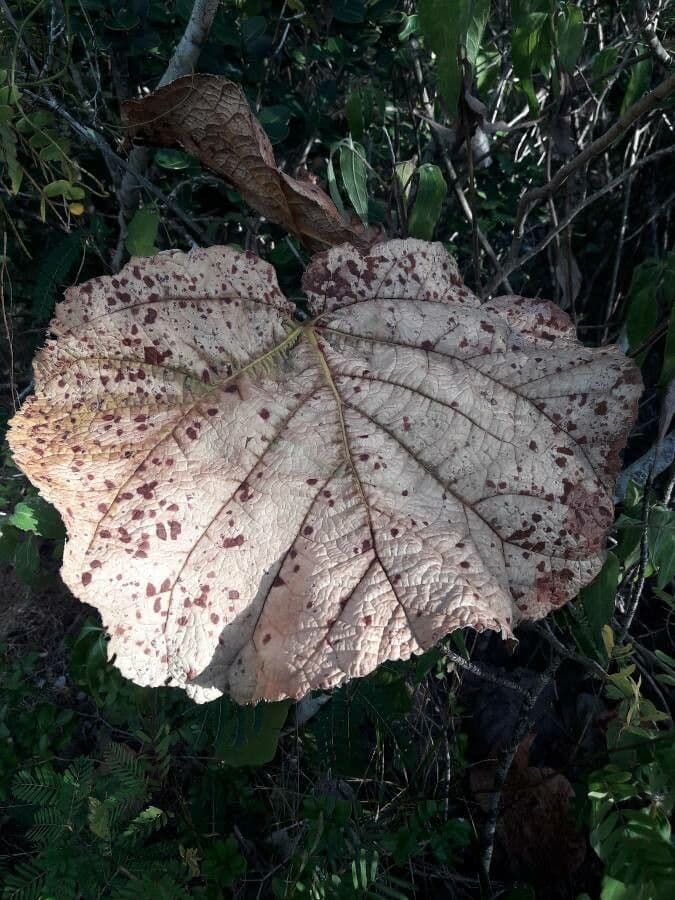Coccoloba 12