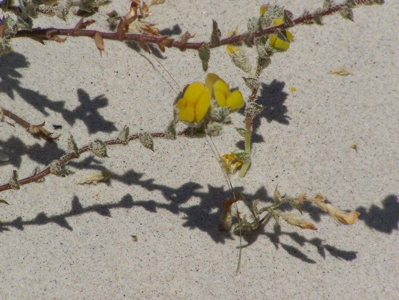 Onide variegata 12