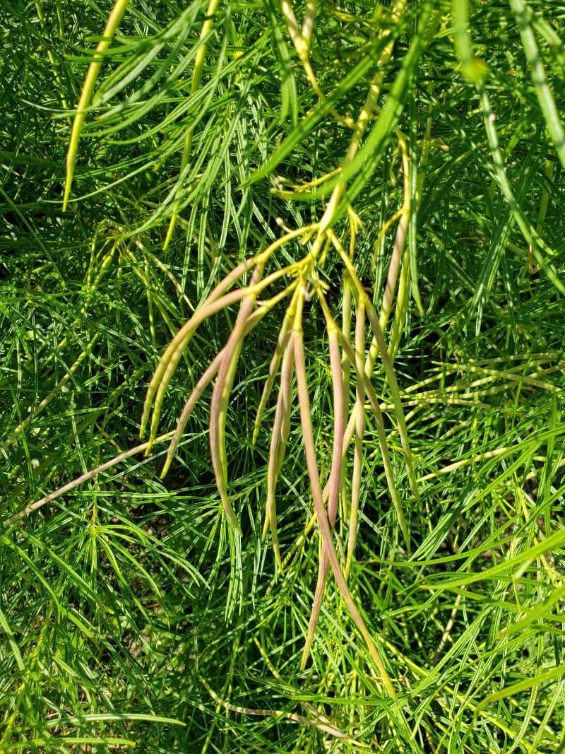 Amsonia 18