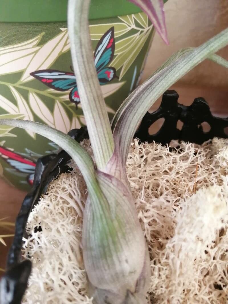 Tillandsia 4