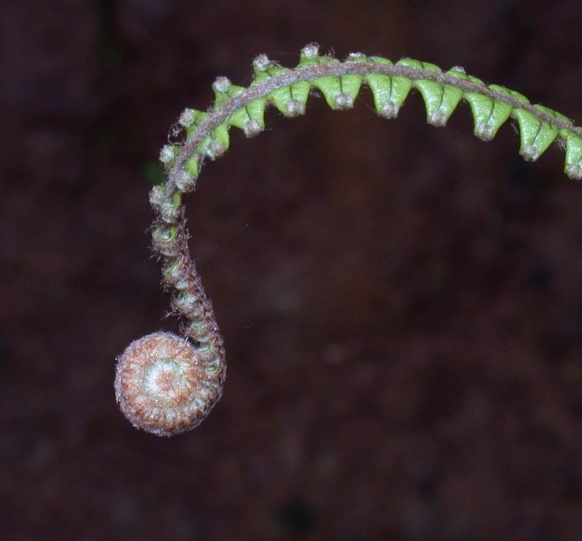 Sticherus