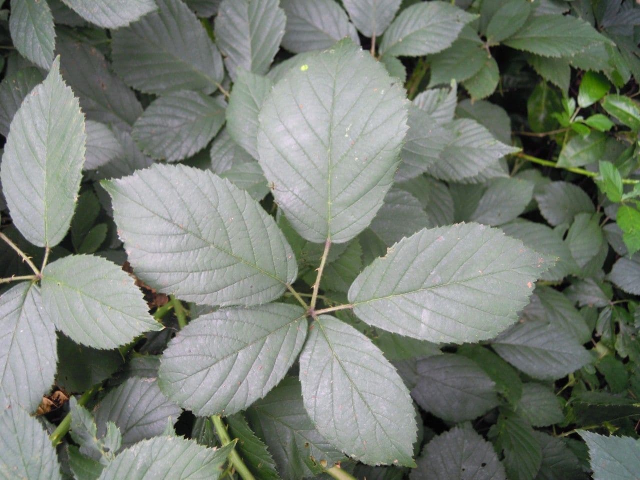 Brombeere 7