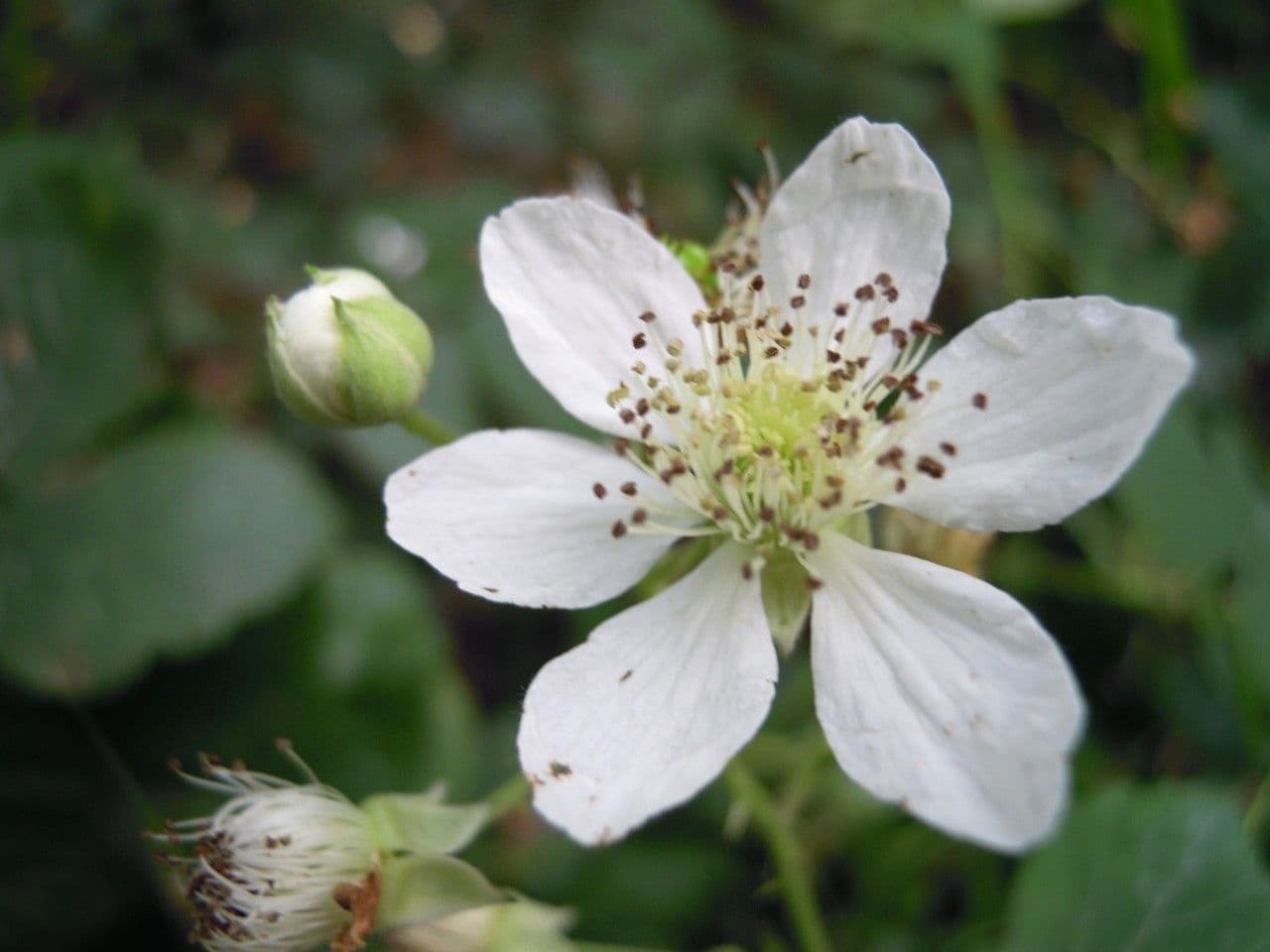 Brown-stemmed bramble