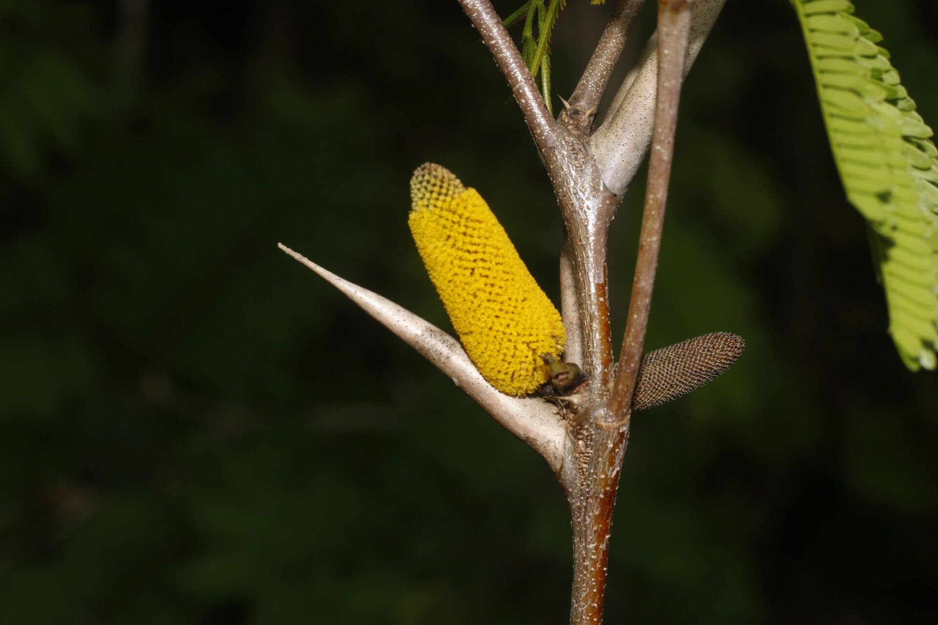 Acacia cornuta 2