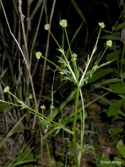 Sanicula dvoupírová 6