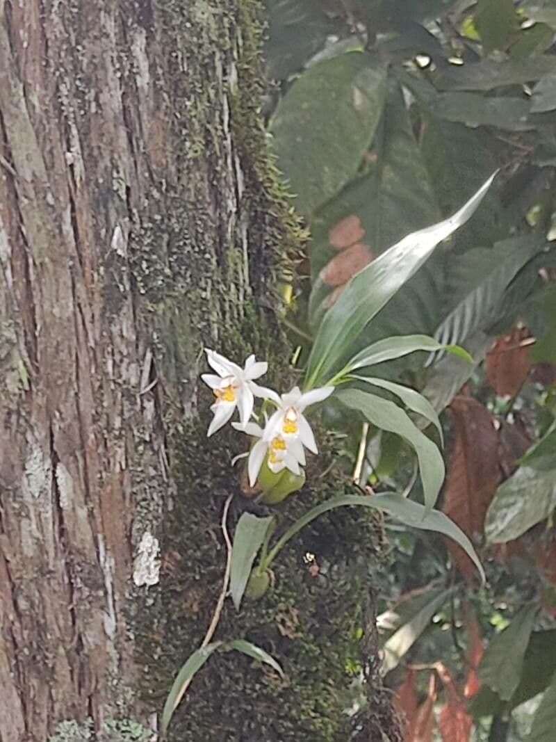 Coelogyne 2