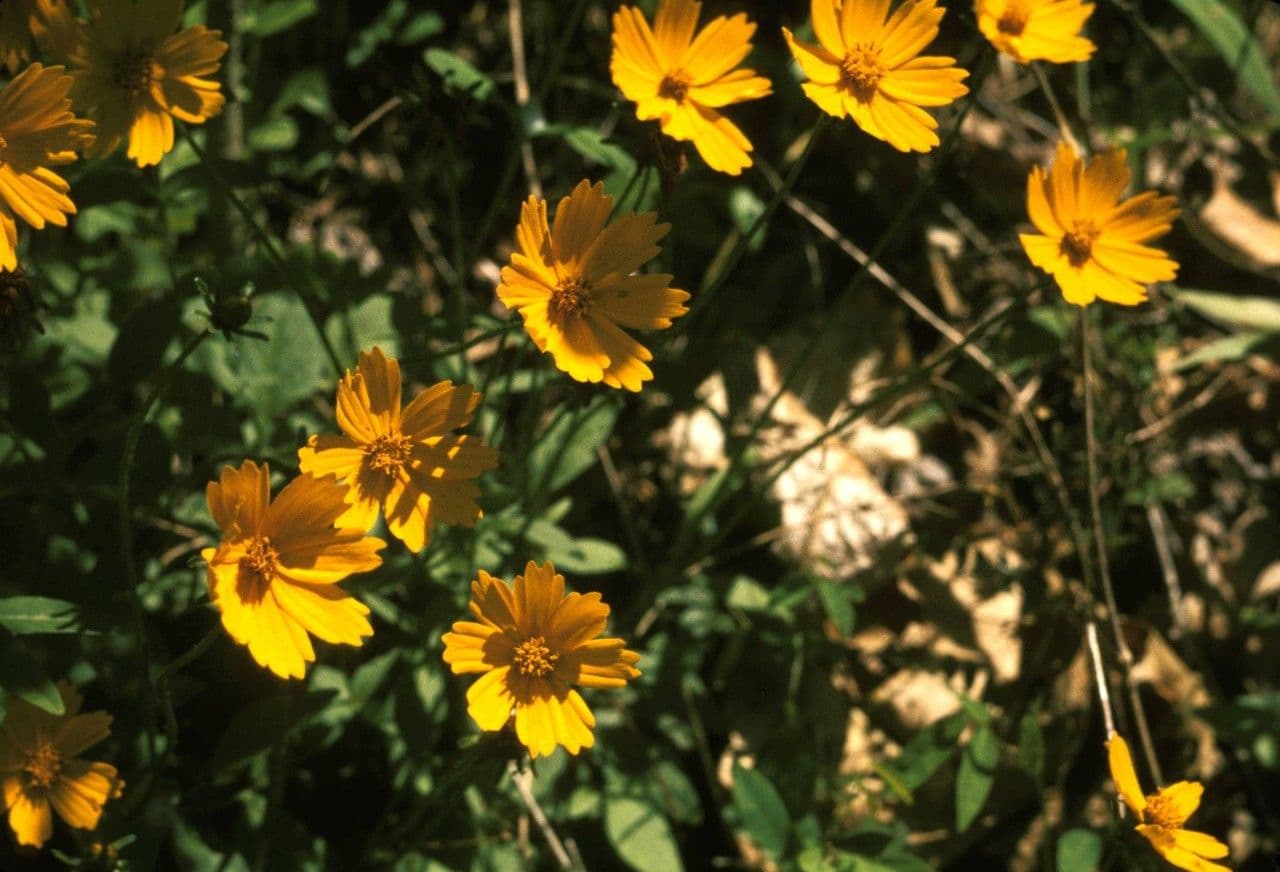 Coreopsis pubescens 6