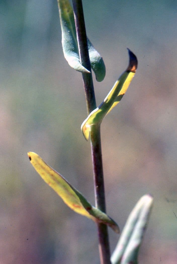 Myagrum perfoliatum 23