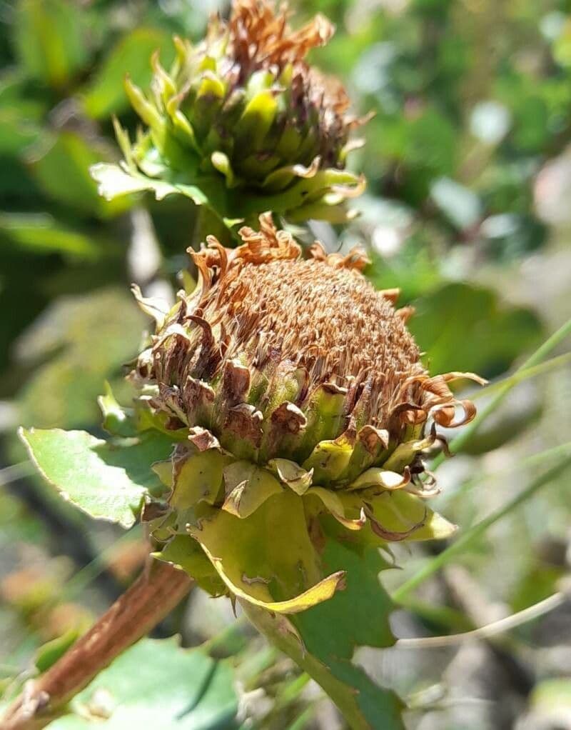 Grindelia 12